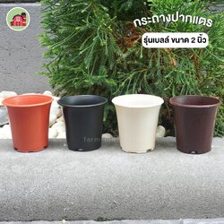 กระถางแคคตัส รุ่นปากแตร ขนาด 2 นิ้ว แพ็ค50ใบ