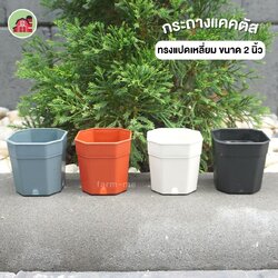 กระถางแคคตัส แปดเหลี่ยม ขนาด 2 นิ้ว