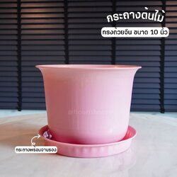 กระถางต้นไม้ ทรงถ้วยจีน ขนาด 10 นิ้ว ชุดพร้อมจาน