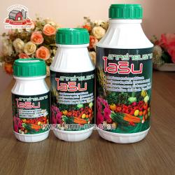 สาหร่ายไอริน แตกยอดอ่อน