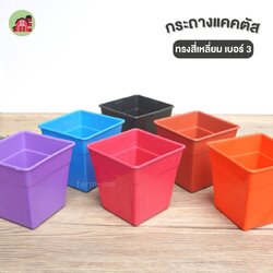 กระถางแคคตัส ทรงสี่เหลี่ยม เบอร์ 4 สีสรร แพ็ค50ใบ