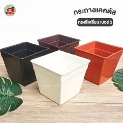 กระถางแคตตัส สี่เหลี่ยม เบอร์3 แพ็ค50ใบ