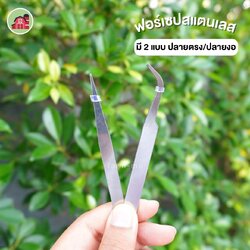 ฟอร์เซป (forcep) คีมหนีบสำหรับผสมเกสรแคตตัส