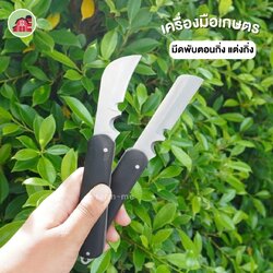 มีดพับตอนกิ่ง แต่งกิ่ง รุ่นWYNN'S