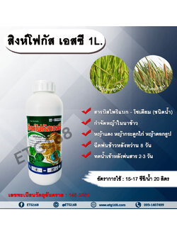 สิงห์โฟกัส เอสซี 1L.บิสไพริแบกโซเดียม สารกำจัดวัชพืช กำจัดหญ้า ในนาข้าว กำจัดหญ้าแดง หญ้ากระดูกไก่ หญ้าดอกธูป หญ้าดอกต่