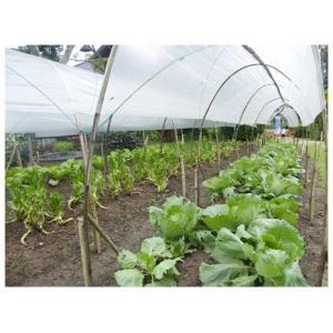 พลาสติกอบต้นไม้