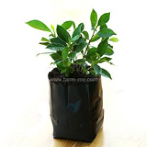 03 ถุงเพาะชำต้นไม้