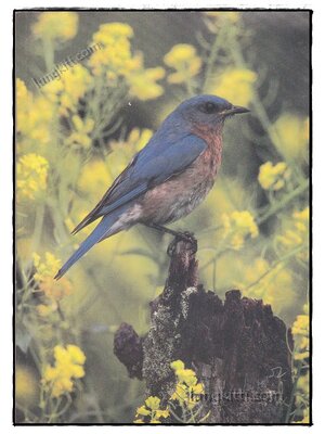 อนุสรณ์พระราชทานเพลิงศพ นายชัยรัตน์ ภิญญาวัธน์ 020027 (1)