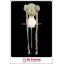 วิกผมเซเลอร์มูน สึกิโนะ อุซางิ เซเลอร์มูน Sailor Moon Cosplay Wig