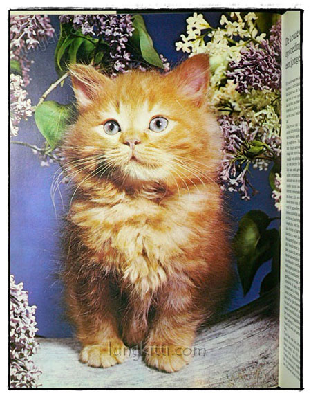 DE WONDERLIJKE NATUUR :DE KAT ALS HUISDIER 019619 (1)
