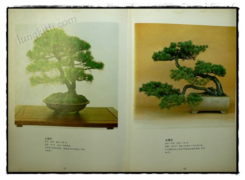 คู่มือบอนไซ 019627 (1)