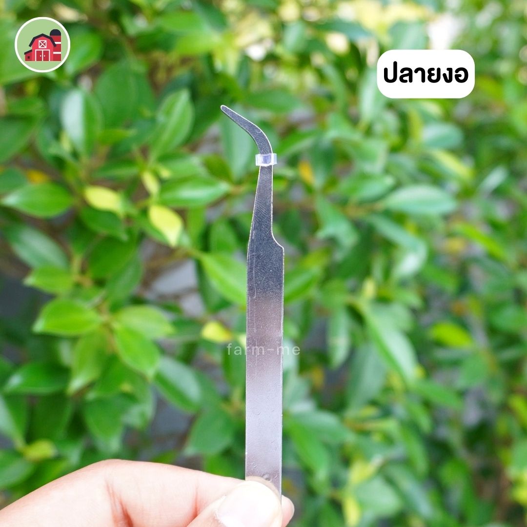 ฟอร์เซป (forcep) คีมหนีบสำหรับผสมเกสรแคตตัส