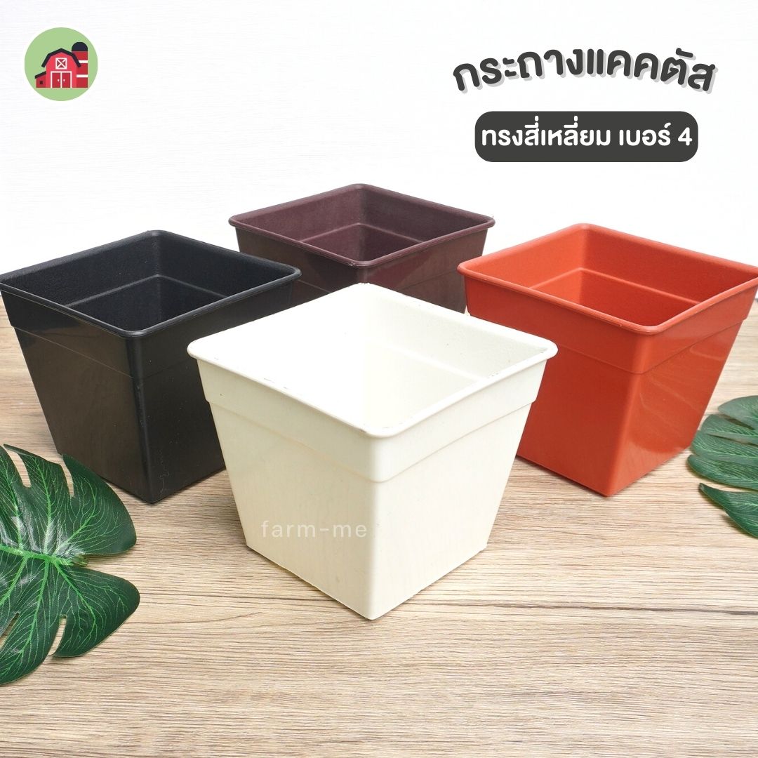 กระถางแคตตัส สี่เหลี่ยม เบอร์4 แพ็ค50ใบ