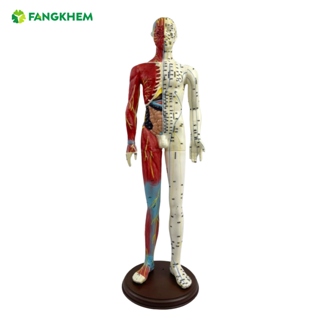 หุ่นจำลองร่างกาย หุ่นจำลองกล้ามเนื้อและตำแหน่งฝังเข็ม หุ่นสูง 65 cm แสดงตำแหน่งจุดฝังเข็มภาษาจีน