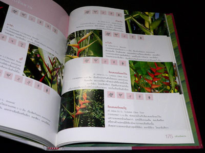 กล้วยจัดสวน / เฉลิมศักดิ์ บุญทวี 012275 (1)