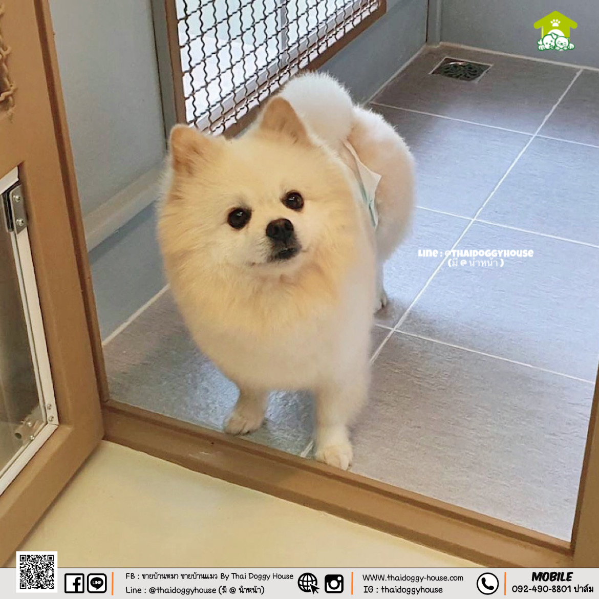 𝐌𝐔𝐉𝐈 𝐒𝐓𝐘𝐋𝐄 💛💛 บ้านหมา บ้านแมว ที่เน้นความเรียบง่าย สบายตา พร้อมกับโทนสีที่ลงตัว ไว้มุมไหนของบ้านก็สวยงาม 🐈🦮