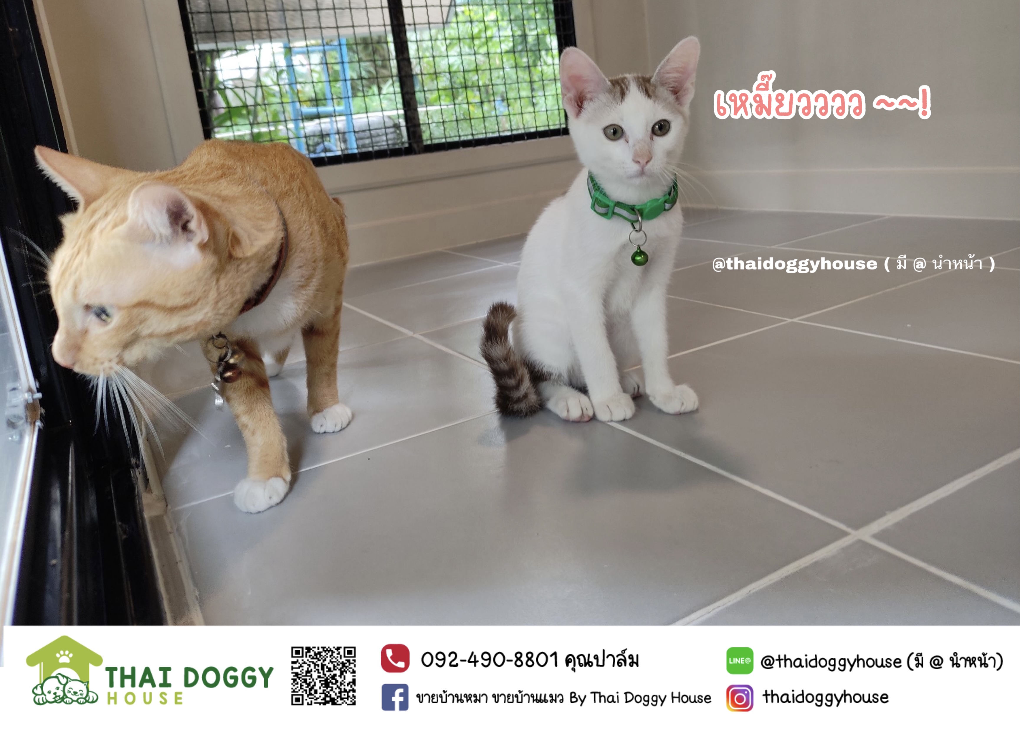 บ้านหมา บ้านแมว ราคาถูกหลังใหญ่ อากาศถ่ายเทได้ดี แบบขายดีที่สุด มีบานสวิงให้น้องหมา แมวเข้า-ออกเอง