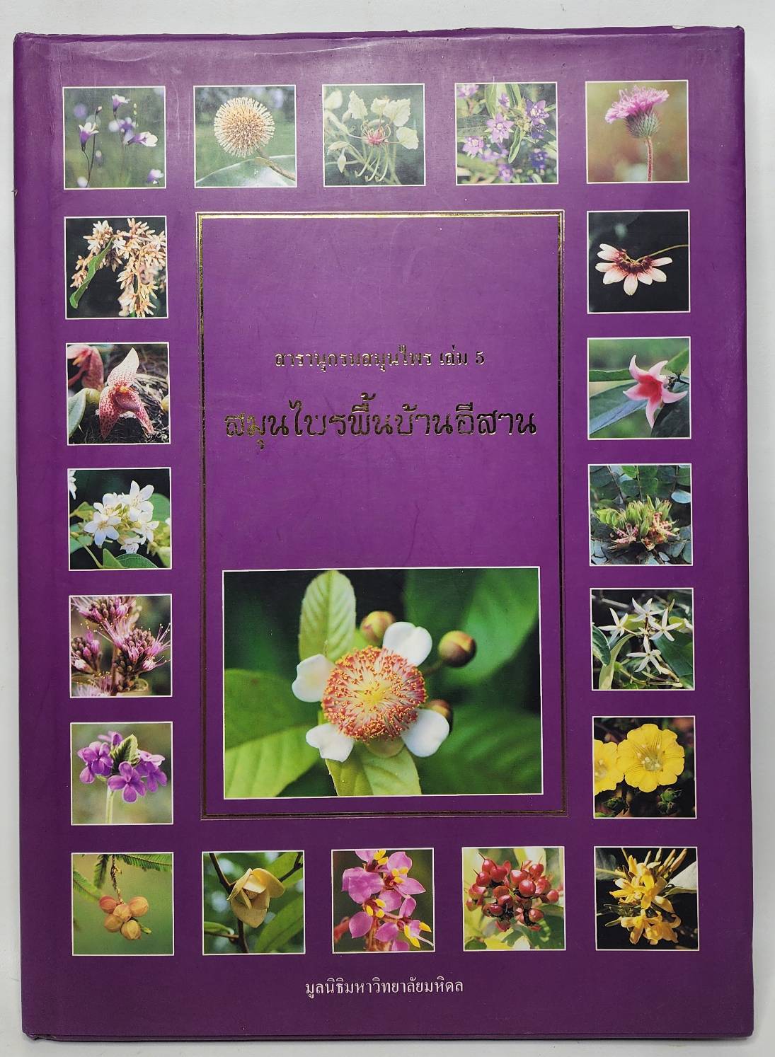สมุนไพรพื้นบ้านอีสาน 027236