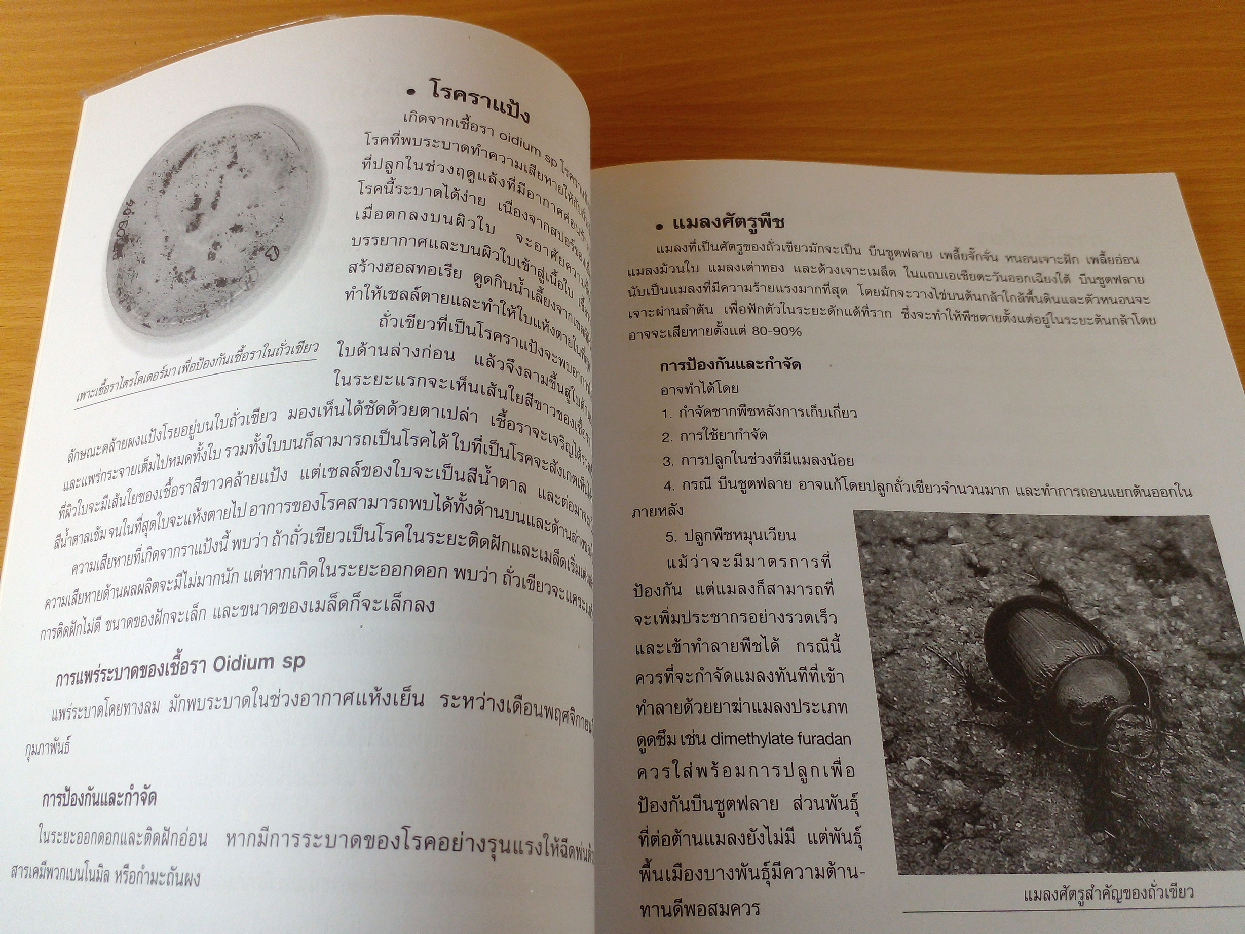 การปลูกและขยายพันธุ์ถั่วนานาชนิดที่มีคุณประโยชน์