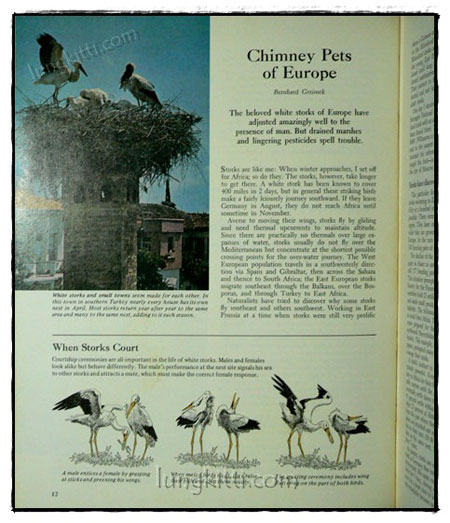 Our Magnificent Wildlife - How To Enjoy and Preserve It 019621 (1)