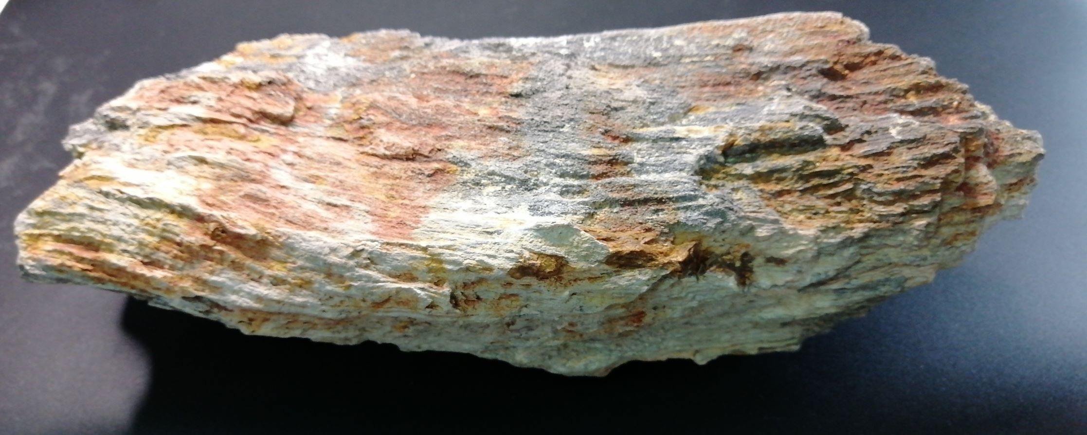 [ไม้กลายเป็นหินแท้] ไม้กลายเป็นหินแท้ เนื้อดี สามสี หายาก (Petrified wood)