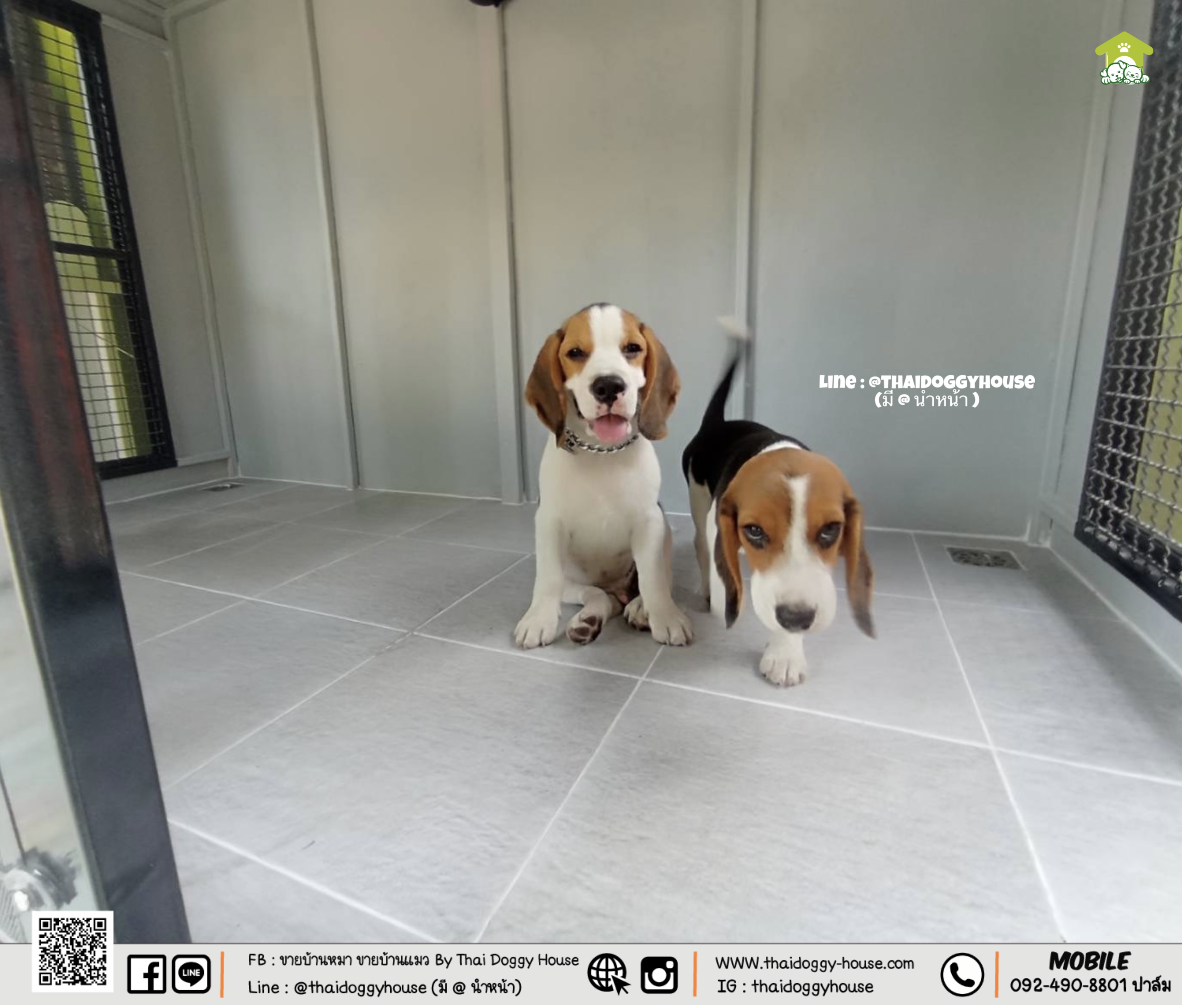 บ้านหมา บ้านแมว " 𝐁𝐎𝐗 𝐒𝐓𝐘𝐋𝐄 𝐁𝐘 𝐓𝐇𝐀𝐈 𝐃𝐎𝐆𝐆𝐘 𝐇𝐎𝐔𝐒𝐄 " &#x