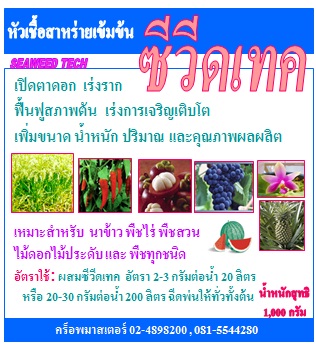 ซีวีดเทค หัวเชื้อสาหร่ายผงเข้มข้น เปิดตาดอก เร่งการเจริญเติบโต เร่งข้าวแตกกอ ฟื้นฟูสภาพต้นให้สมบูรณ์ พืชทุกชนิด(1กก.) SEA WEED TECH 500 กรัม