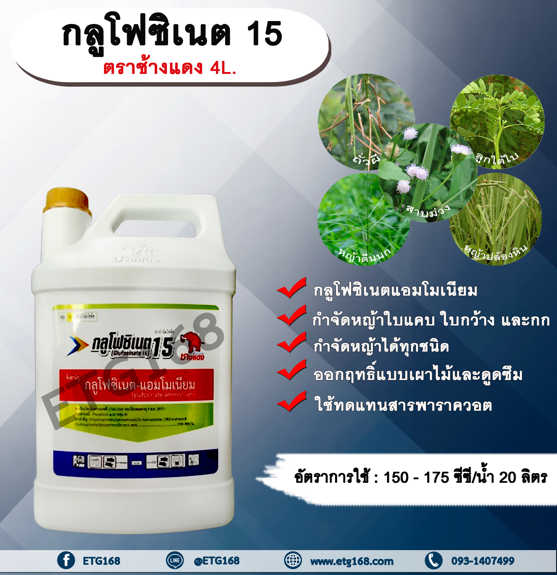 กลูโฟซิเนต 15 ตราช้างแดง 4L. กลูโฟซิเนตแอมโมเนียม สารกำจัดวัชพืช กำจัดหญ้าใบแคบ ใบกว้าง กก หญ้าทุกชนิด