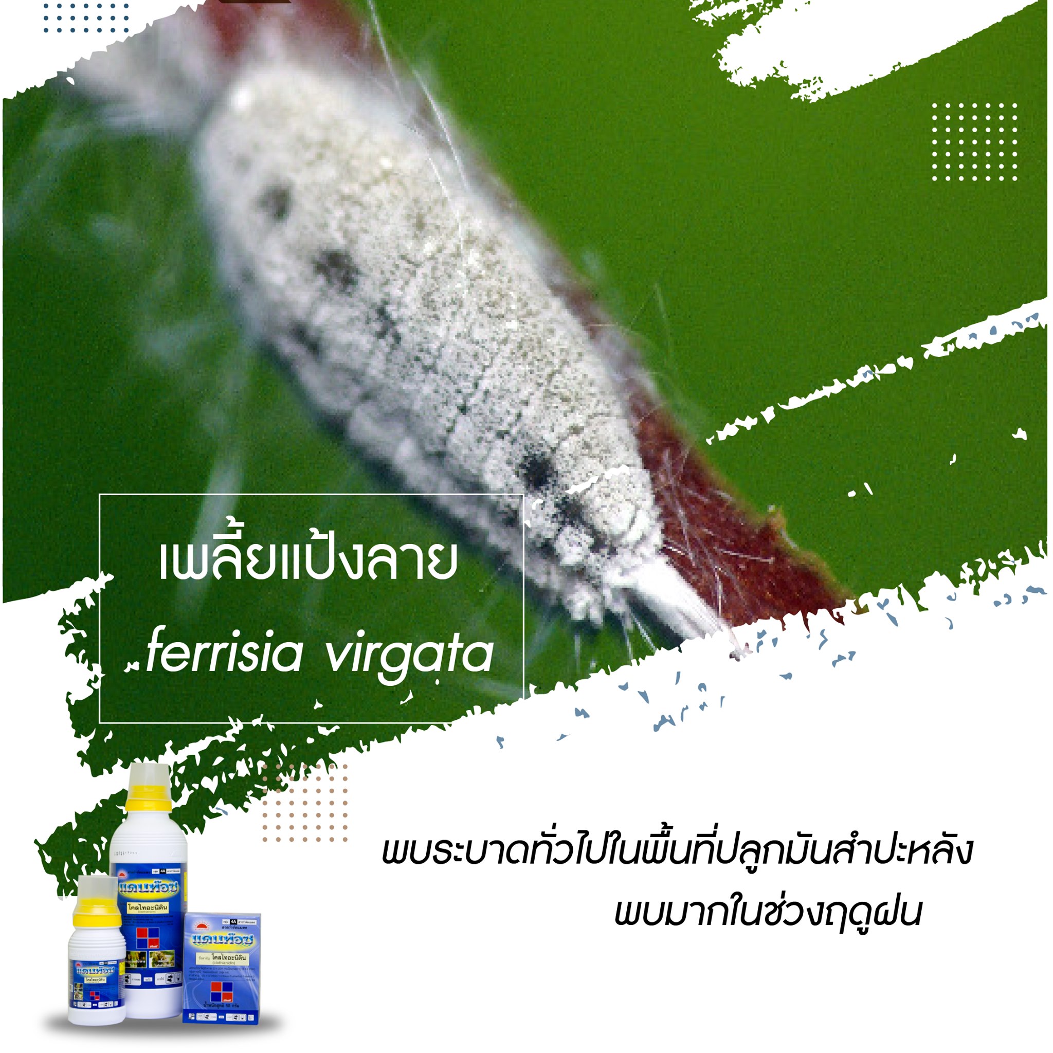 แดนท๊อช 5g. 1 กล่อง 10 ซอง โคลไทอะนิดิน สารกำจัดแมลง เพลี้ยไฟ เพลี้ยแป้ง เพลี้ยอ่อน แมลงหวี่ขาว หนอนชอนใบ ทีเจซี ดูดซึม