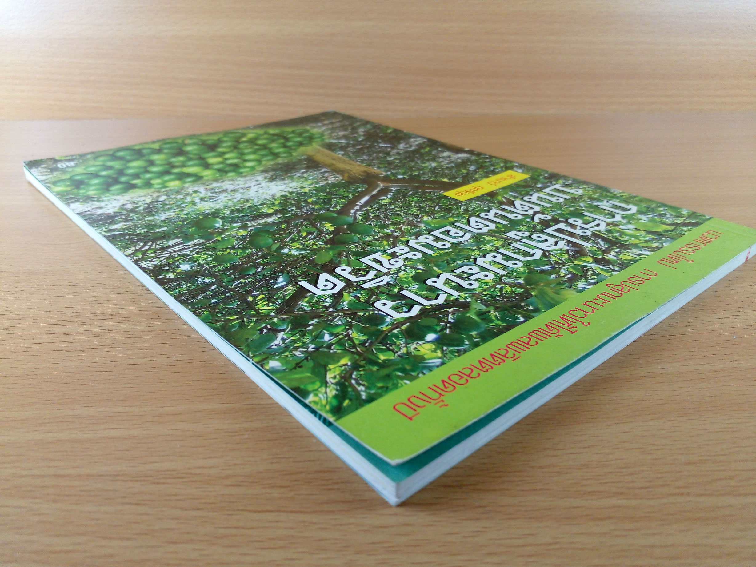 การปลูกมะนาวบนต้นตอมะขวิด