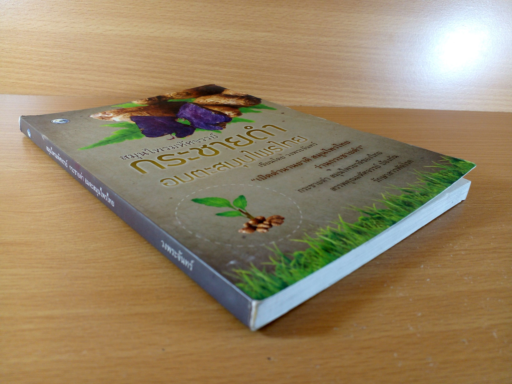 กระชายดำ อมตะสมุนไพรไทย