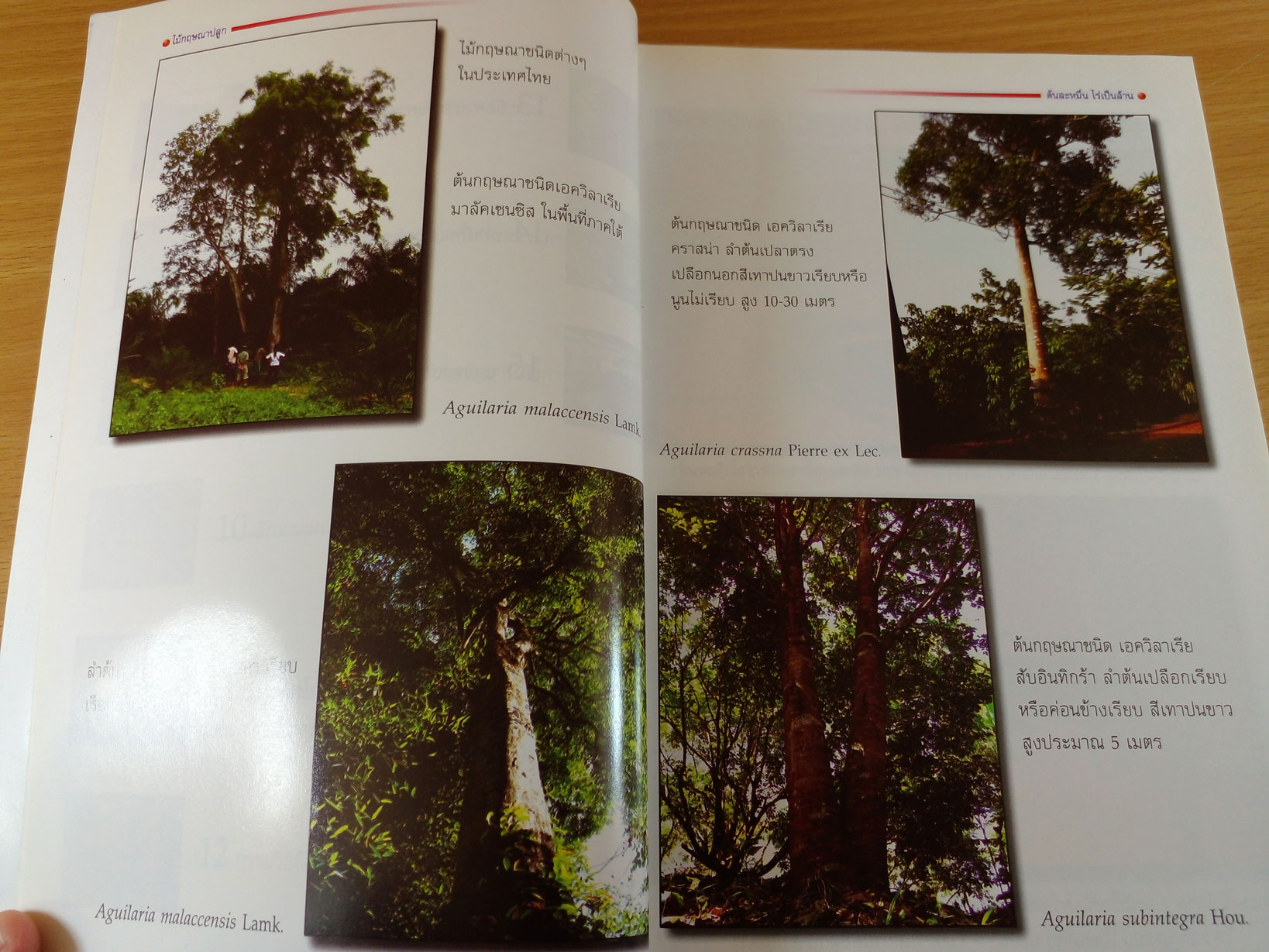 ไม้กฤษณาปลูก ต้นละหมื่น ไร่เป็นล้าน