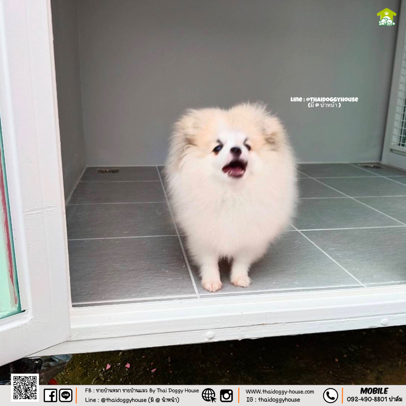 บ้านหมา บ้านแมว " 𝐍𝐎𝐑𝐃𝐈𝐂 𝐒𝐓𝐘𝐋𝐄 𝐁𝐘 𝐓𝐇𝐀𝐈 𝐃𝐎𝐆𝐆𝐘 𝐇𝐎𝐔SE