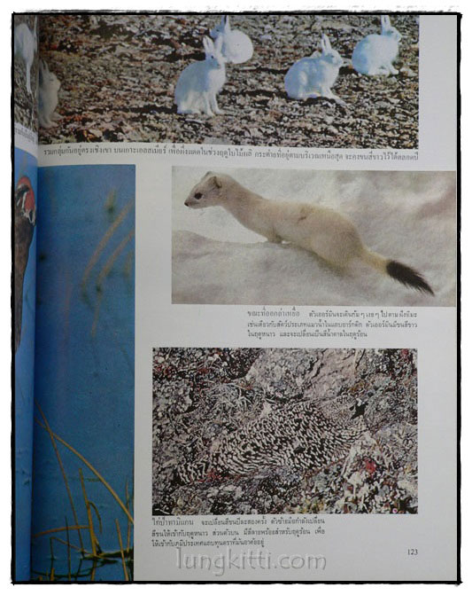 LIFE หนังสือชุดธรรมชาติ ขั้วโลก 018330 (1)