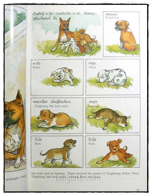 พระราชนิพนธ์เรื่อง ทองแดง (The Story of Tongdaeng) 024336