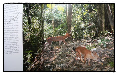 THAILAND’S NATURAL HERITAGE 021897 (1)