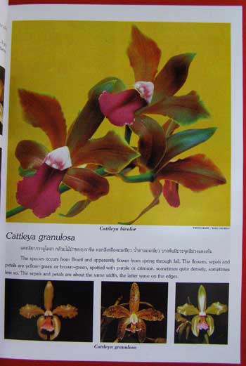 ความสุข จากกล้วยไม้ THE HAPPINESS FROM ORCHIDS (VOL. 1) 005784 (1)