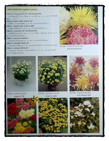 คู่มือเมล็ดพันธุ์ไม้ดอก (FLOWER SEED CATALOGUE) 021331