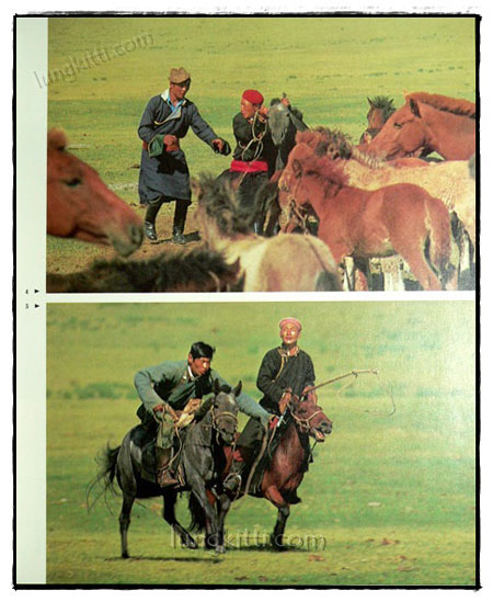 SCHOONHEID VAN HET PAARD 019622 (1)