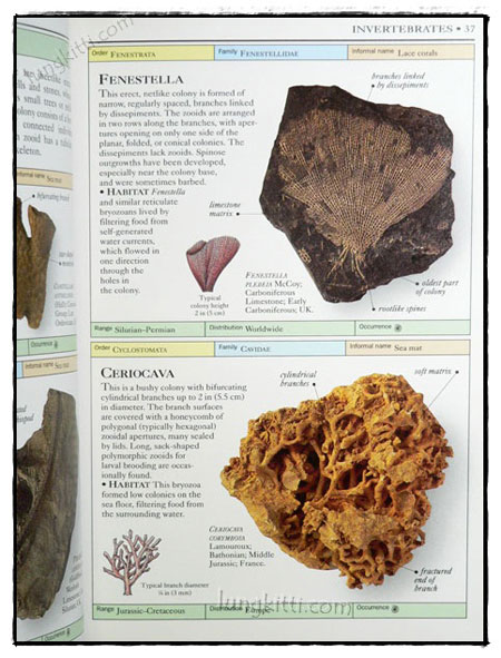 EYEWITNESS HANDBOOKS : FOSSILS 023856