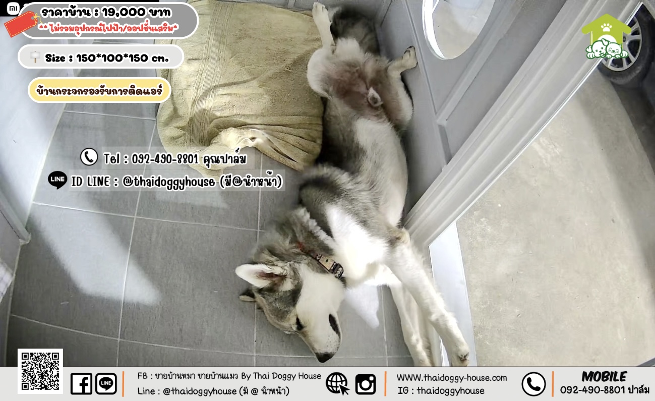 บ้านหมา บ้านแมว 𝐓𝐡𝐚𝐢 𝐝𝐨𝐠𝐠𝐲 𝐡𝐨𝐮𝐬𝗲