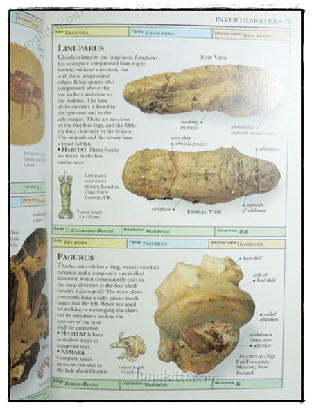 EYEWITNESS HANDBOOKS : FOSSILS 023856