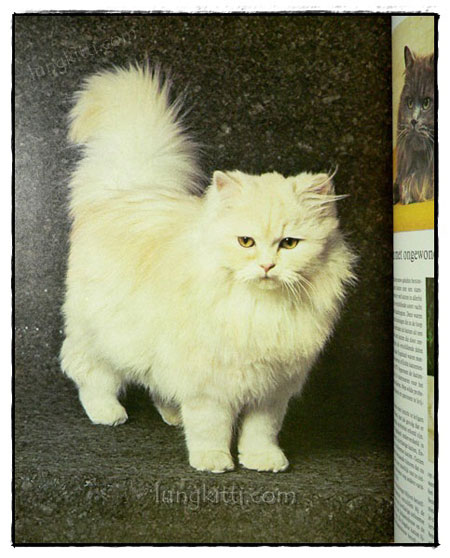 DE WONDERLIJKE NATUUR :DE KAT ALS HUISDIER 019619 (1)
