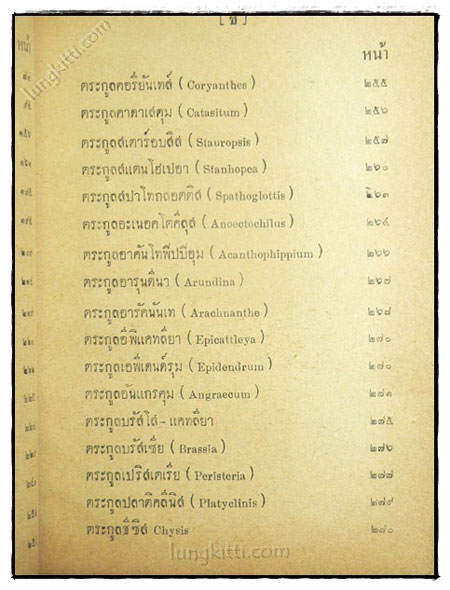 กล้วยไม้ 023267