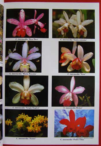 ความสุข จากกล้วยไม้ THE HAPPINESS FROM ORCHIDS (VOL. 1) 005784 (1)