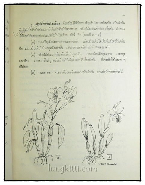 คู่มือการปลูกเลี้ยงกล้วยไม้ 022644 (1)