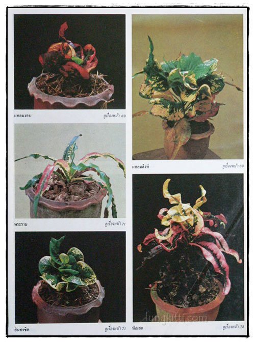 สารานุกรมไม้ประดับในประเทศไทย (เล่ม 2) 018598 (1)