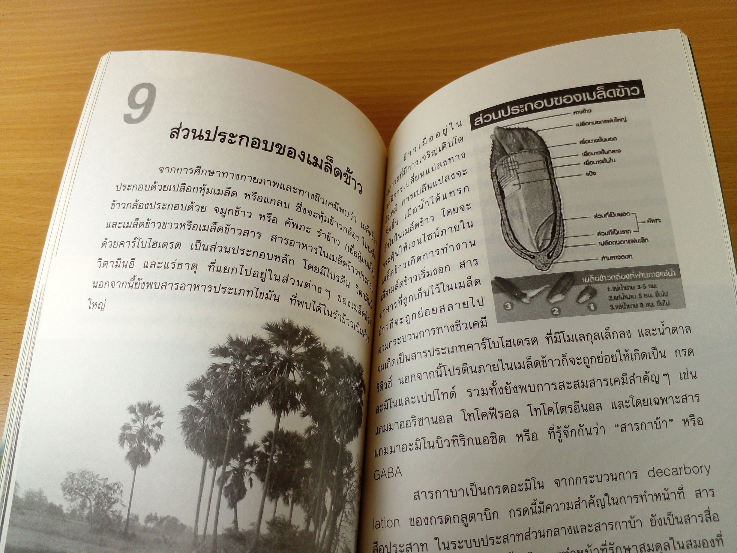 ข้าวกล้องงอก อาหารเพื่อสุขภาพ ป้องกันสารพัดโรค