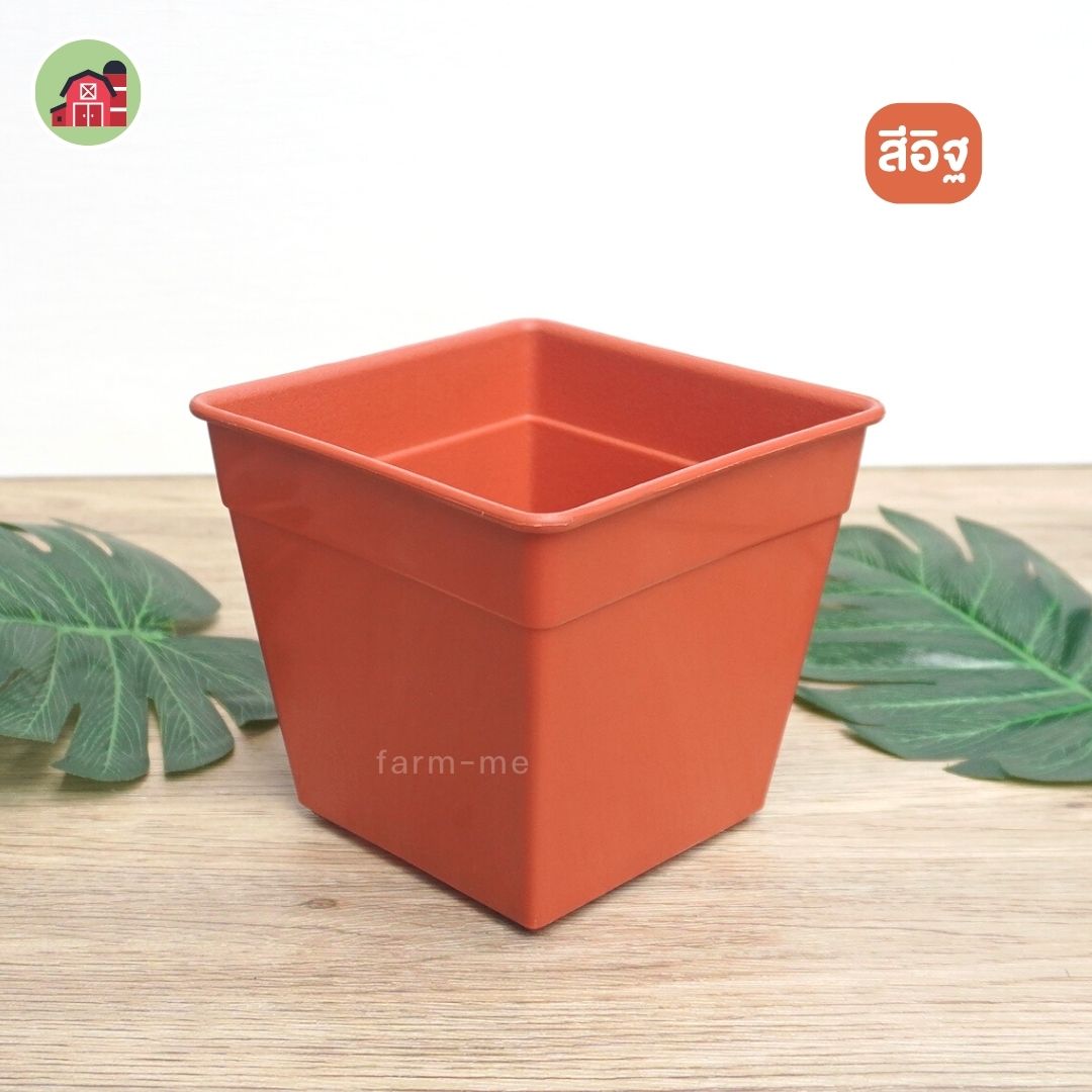 กระถางแคตตัส สี่เหลี่ยม เบอร์5 แพ็ค50ใบ