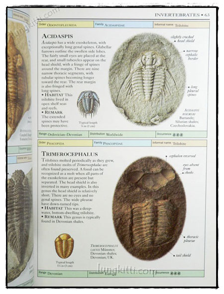 EYEWITNESS HANDBOOKS : FOSSILS 023856